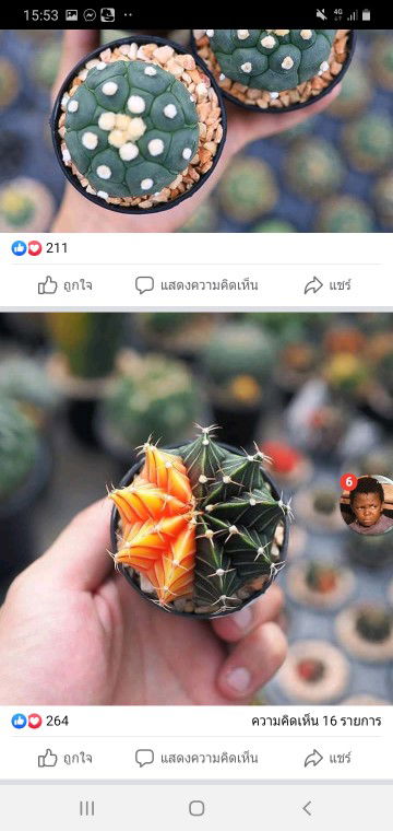 Benjarat profile icon