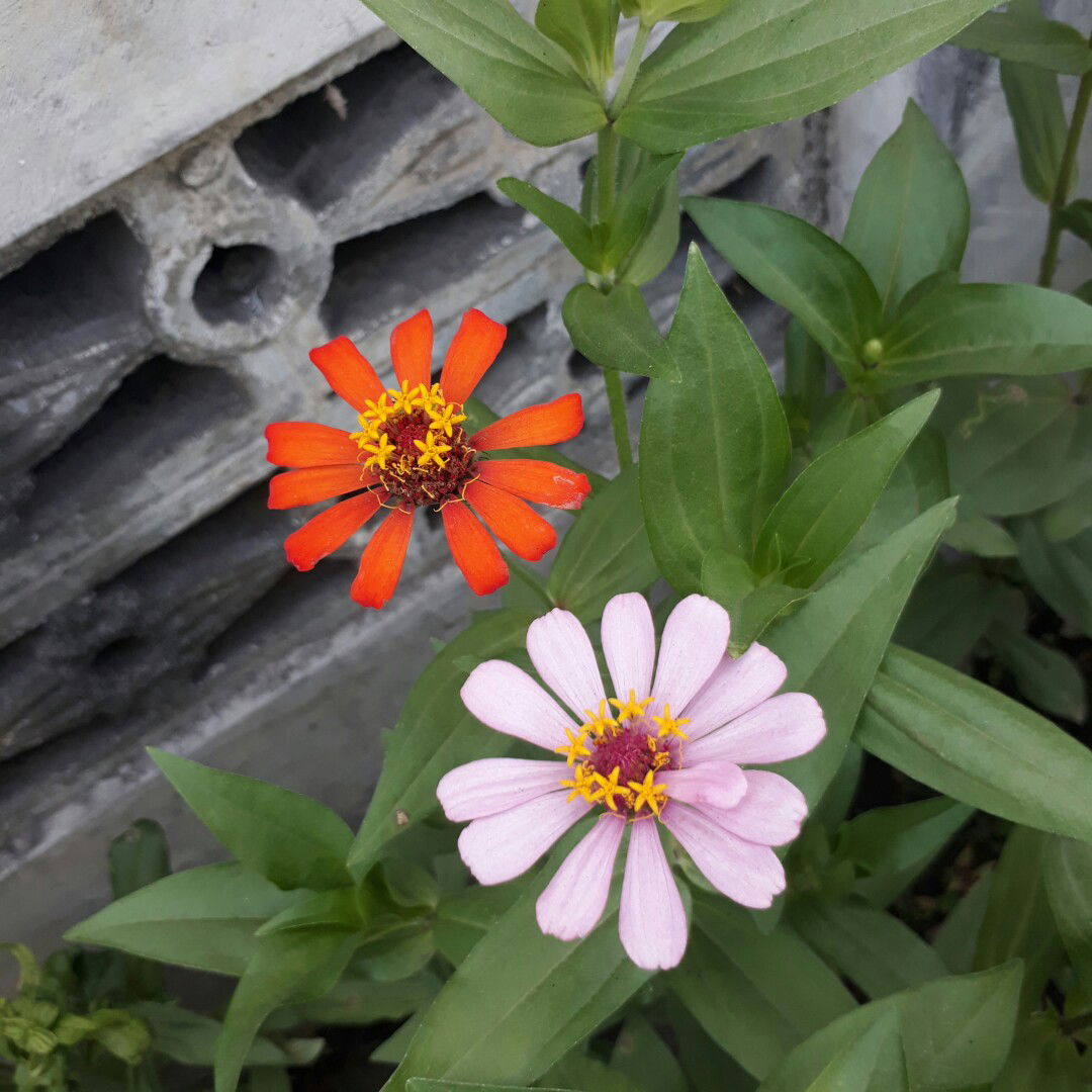 Lilis Devi A profile icon