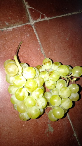 Makanan