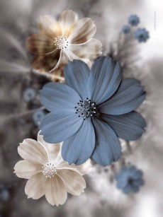 Asy.Asl profile icon