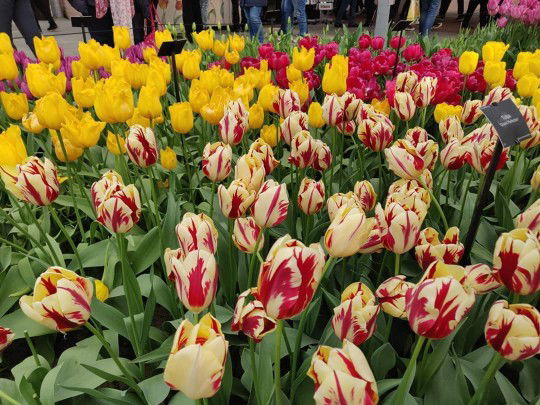 Amy Norazzlin Bt Norjan profile icon