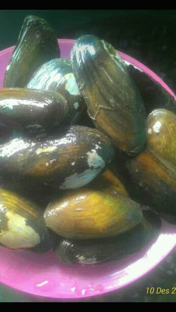 bumil bolehkah makan kerang?