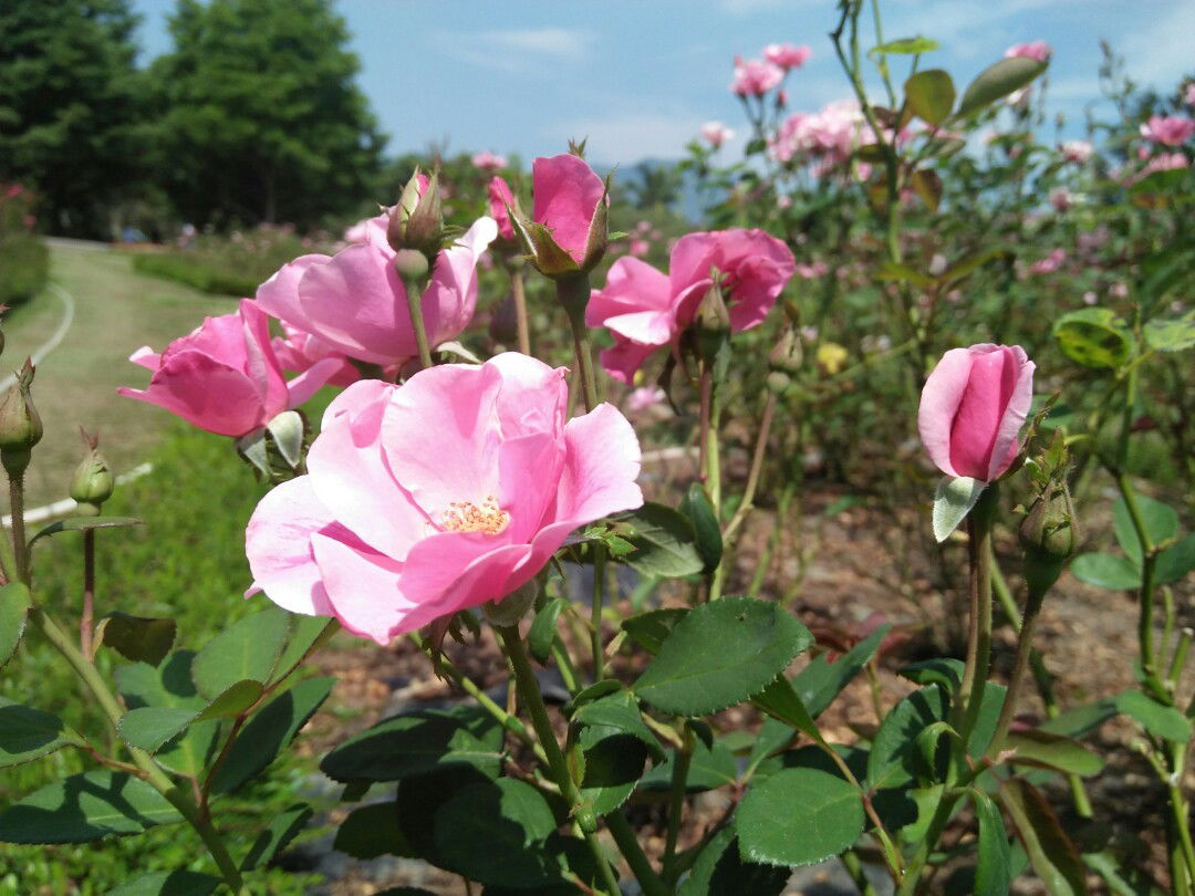 Rani Nurbaiti profile icon