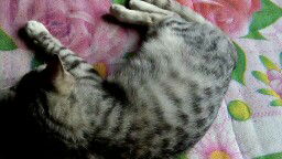 boleh ga dekat dengan kucing?