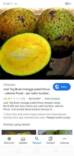 Buah Kueni/Mangga Kueni/pakel/bacang