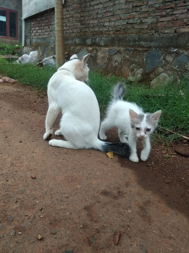 jalan pagi