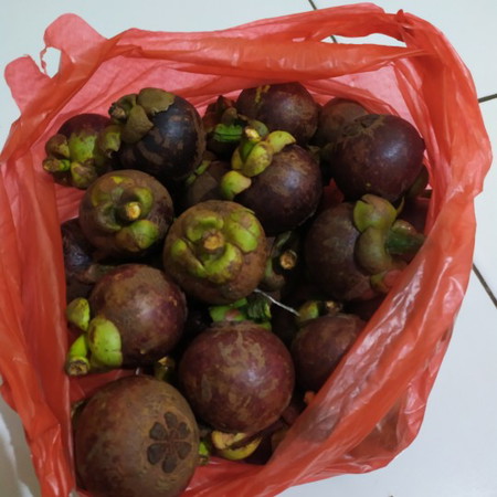 buah manggis