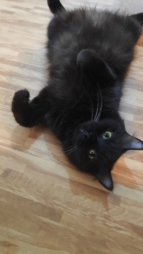 fauziah profile icon