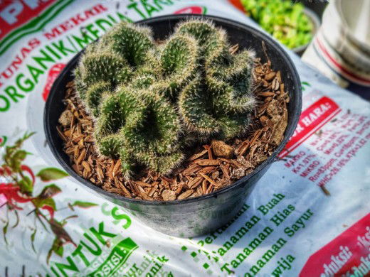 Aliya S profile icon