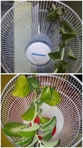 Oregano