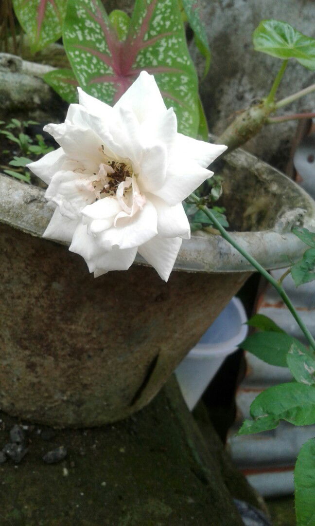 Bella Aprillia profile icon