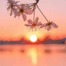 Indah Sri profile icon