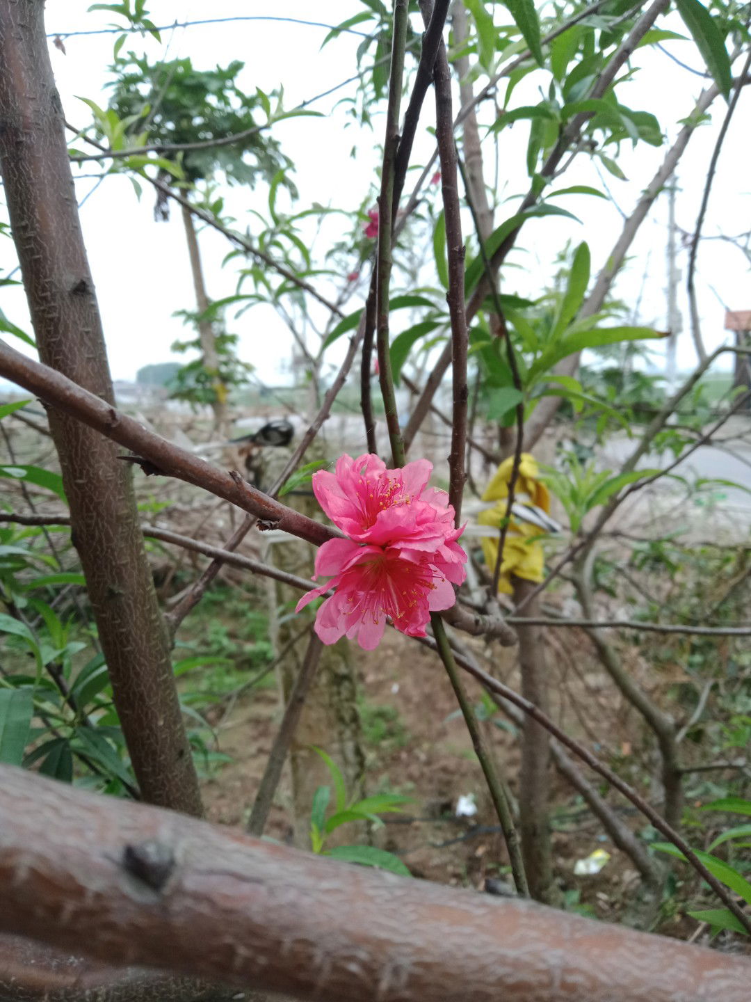 Nguyễn Linh profile icon
