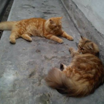 efek psbb jilid 3