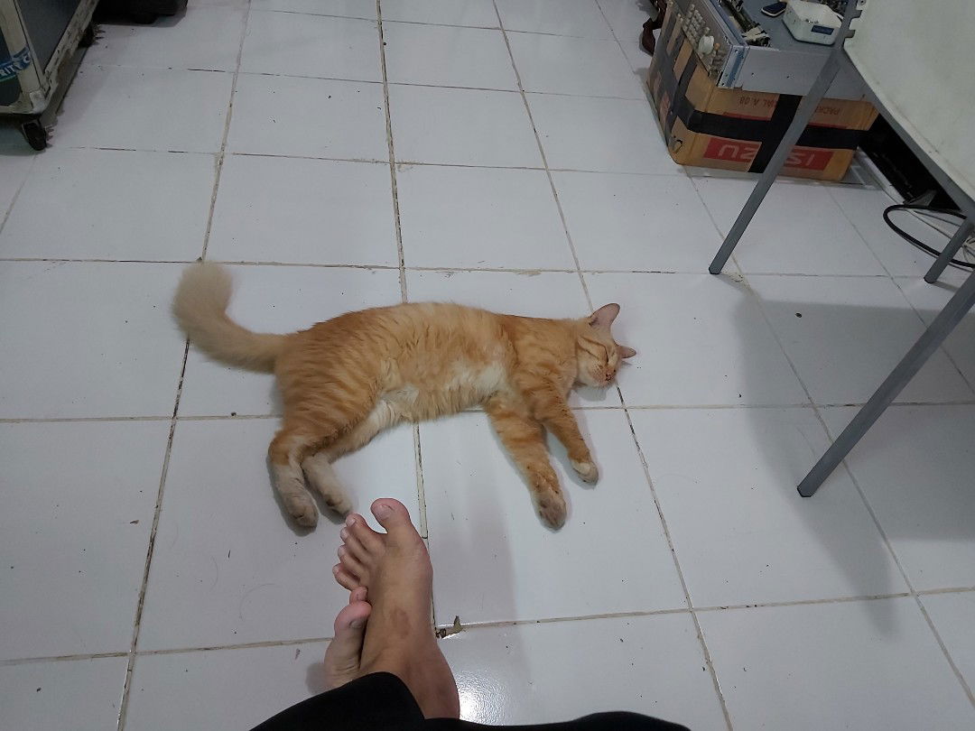 qurnia dwylestari profile icon