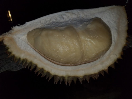ga pp kali ya