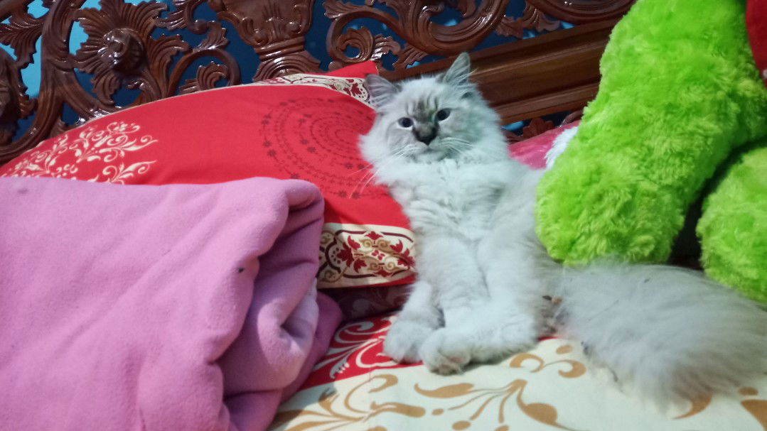 nila mutia profile icon