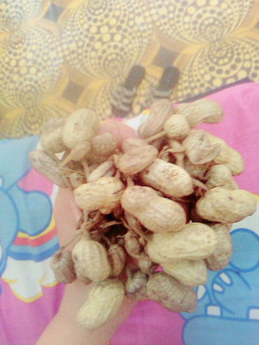 ngemil kacang rebus