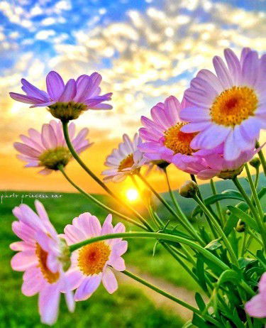 ชิค เก้น profile icon