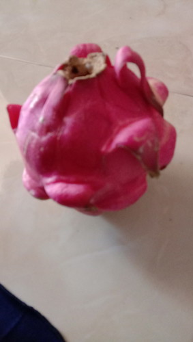 seputar buah naga