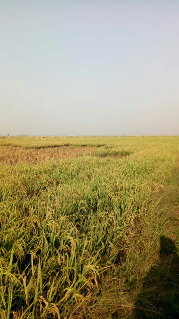 Noviana profile icon