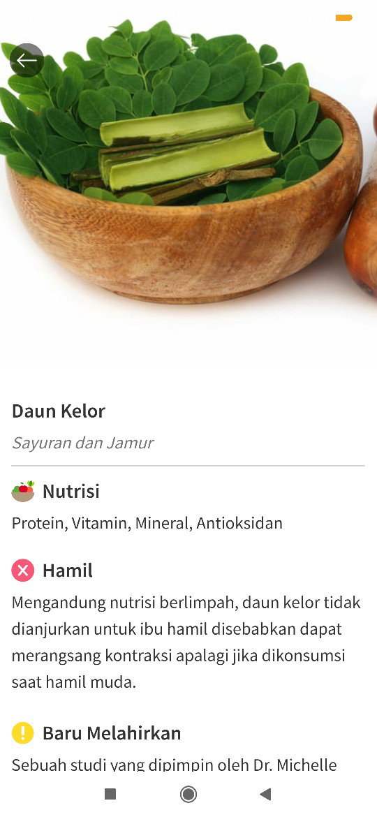 daun kelor