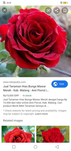 bunga mawar atau rose