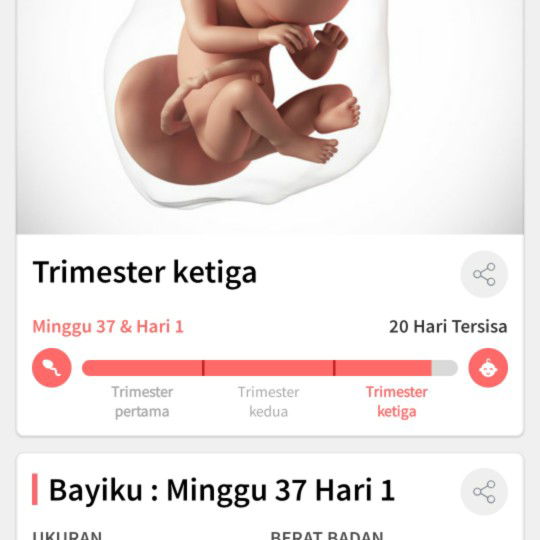37 week mulai mulas mulas