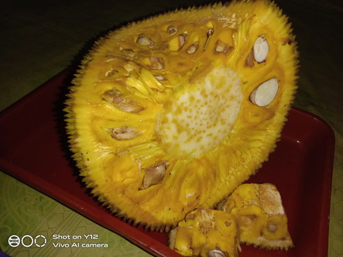 makan nangka