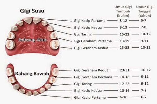 Gigi baby 3bulan