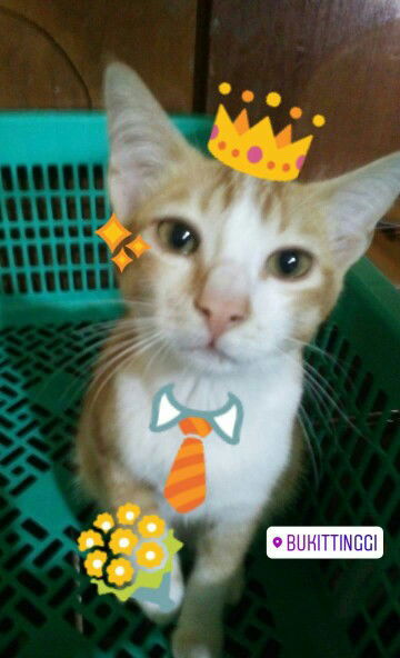 Hanifa Dini profile icon