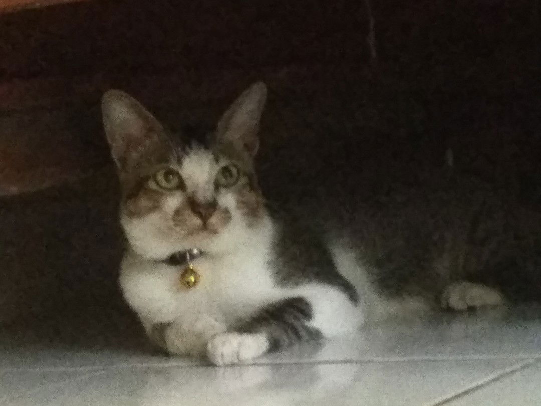 Si Teman Berbulu Penghilang Stress