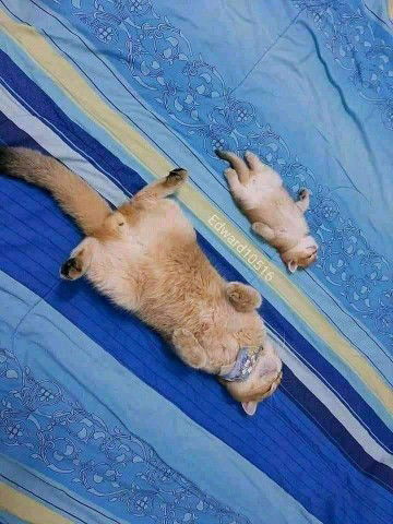 Hidayatul Maulidiyah profile icon