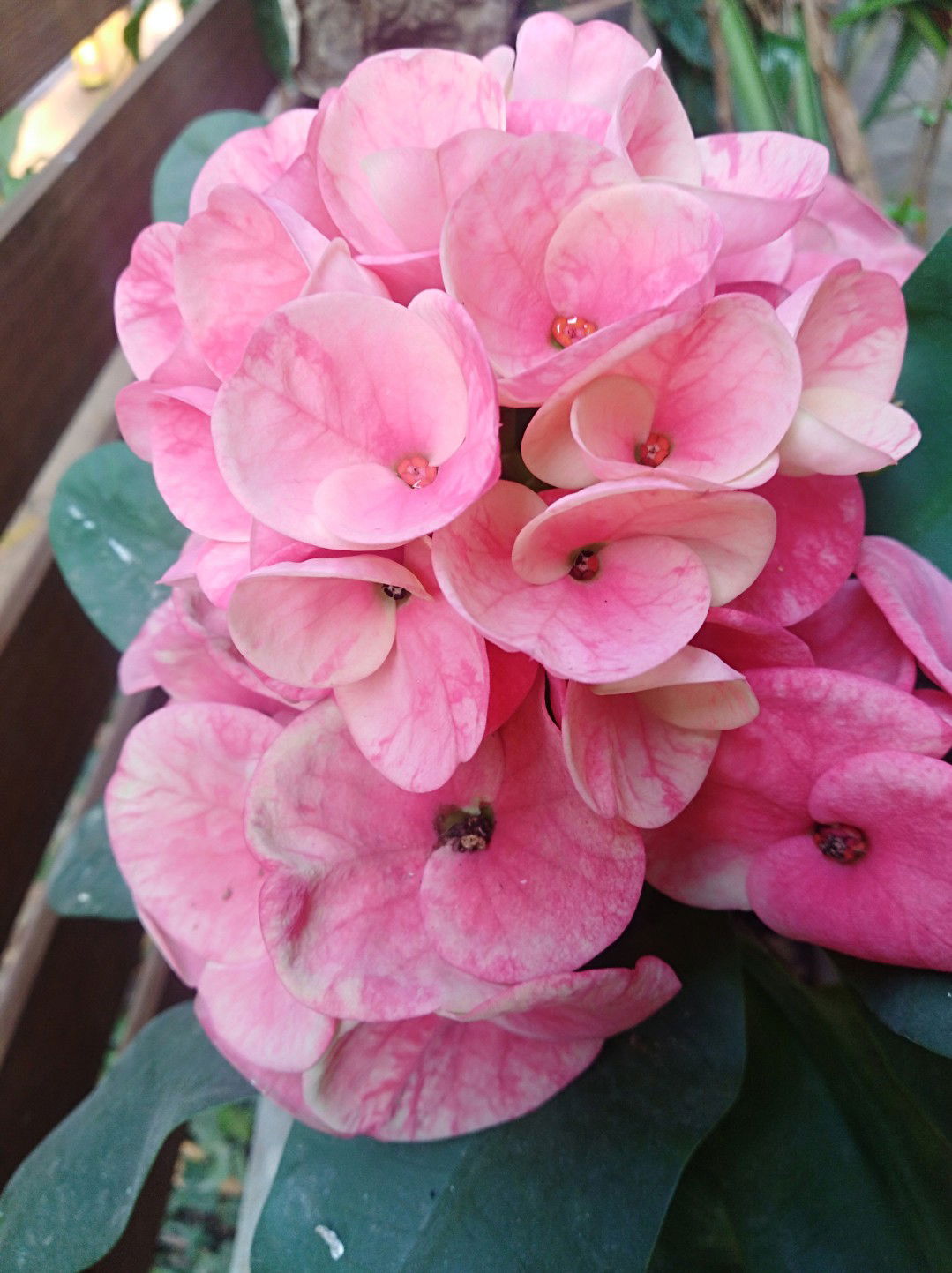 น้องเคโระ profile icon