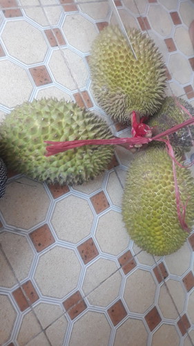 durian