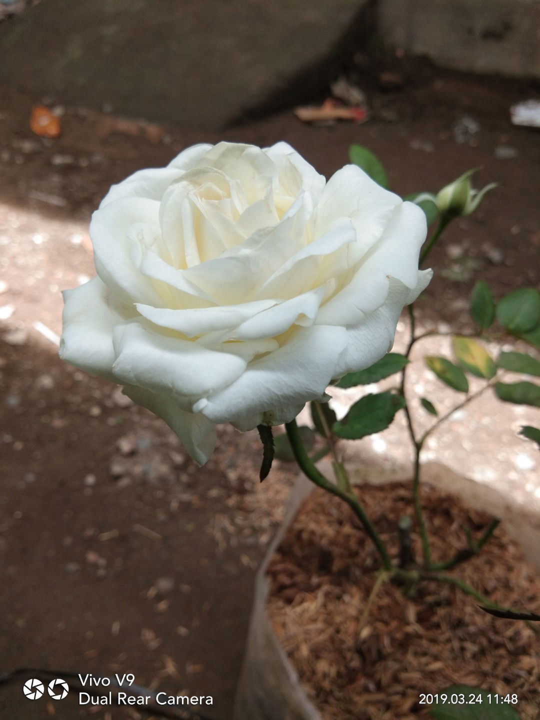 Ummu Hafshah profile icon