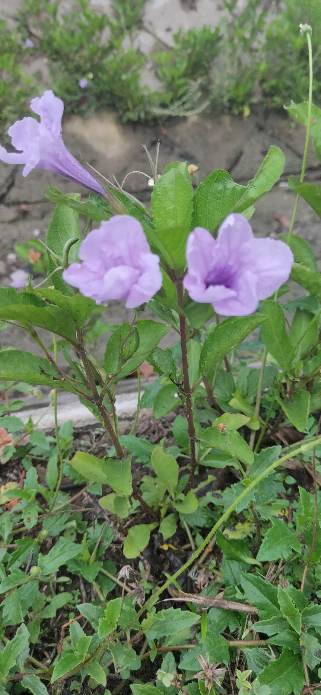 Diana ekape profile icon