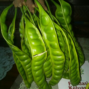 makan petai
