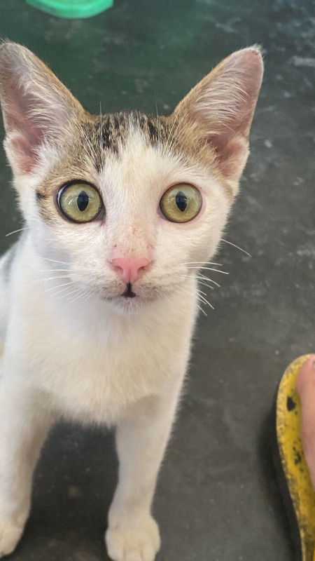 Rika Wardhani profile icon