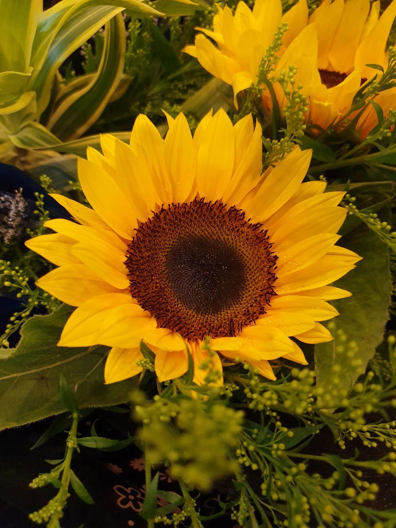 Zuff Zuhh profile icon