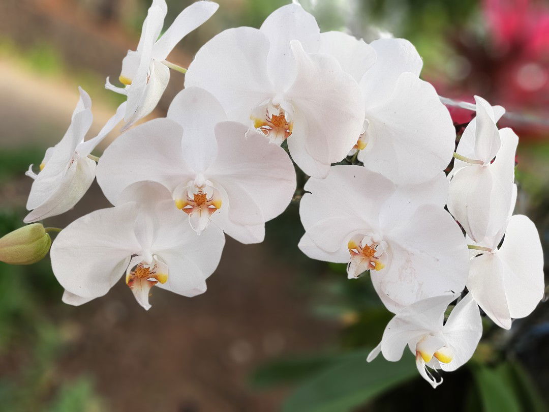 yhuni pn profile icon