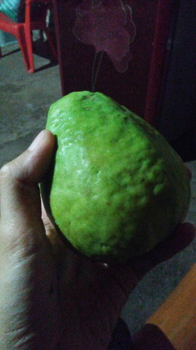 jambu merah..