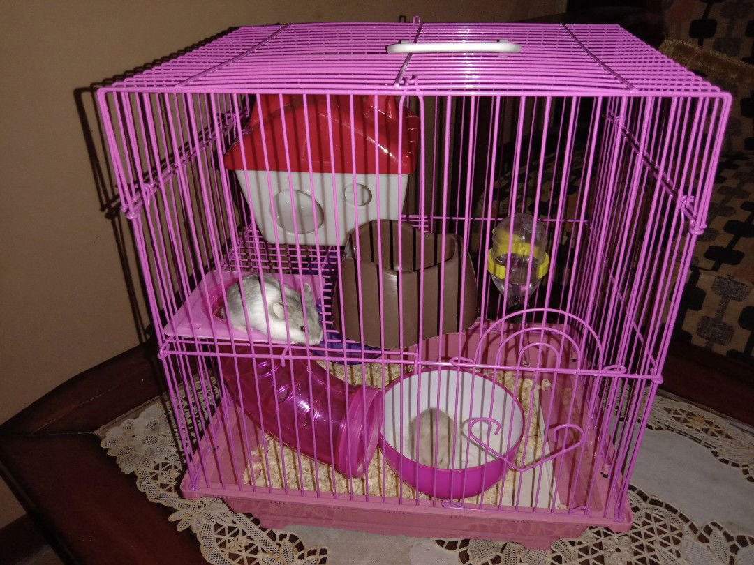 Pelihara hamster