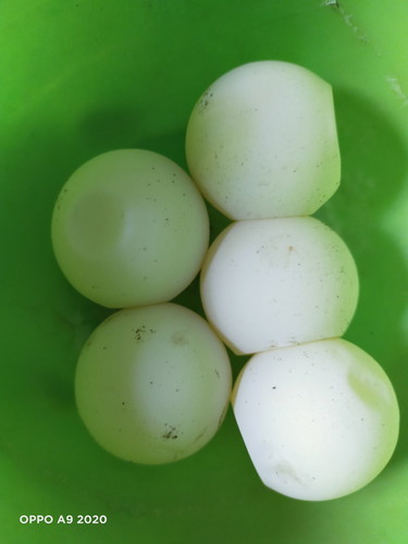 makanan