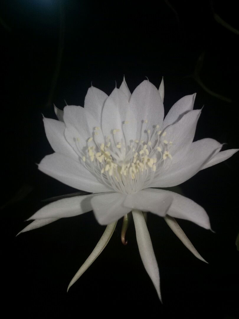 Devi Anis profile icon