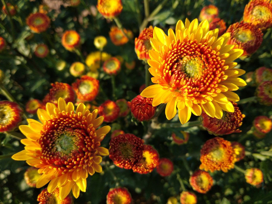 tastedy profile icon