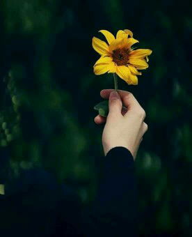 ummushafiyyah profile icon