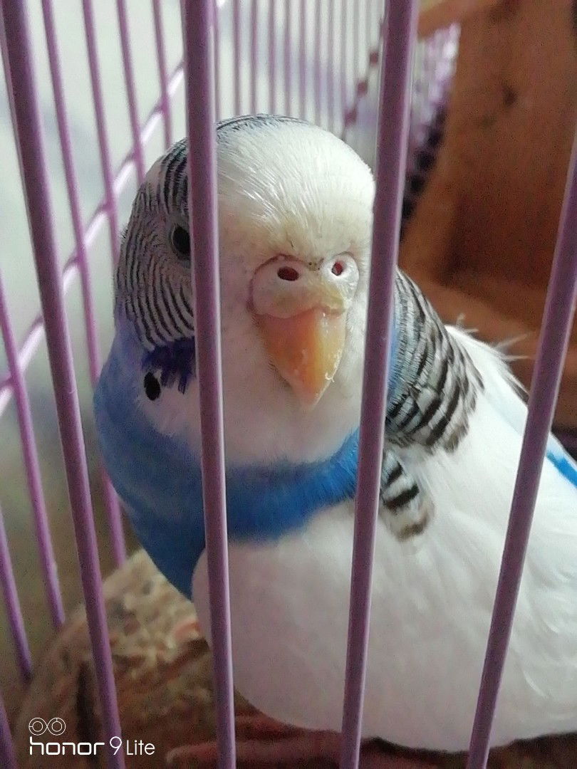 Belle Lilo profile icon