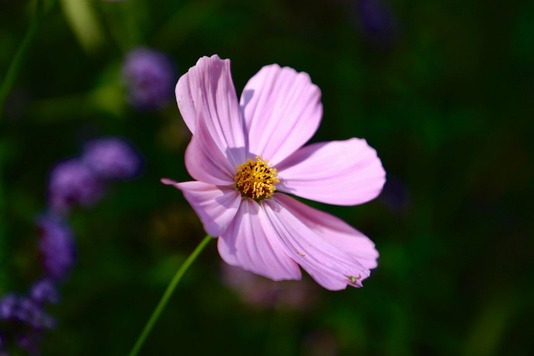 sellyagstns profile icon