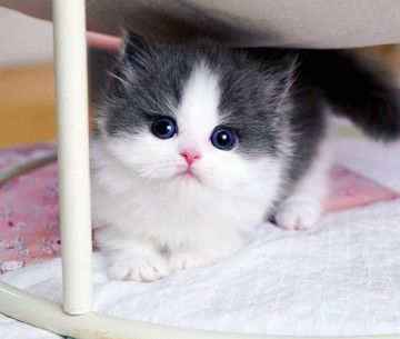 DisnaNya Ruin profile icon